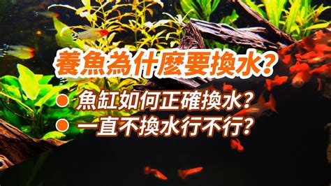 魚死了要換水嗎|魚缸魚死了要換水嗎，怎麼給魚缸換水